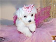 maltese puppy posted by Elegant Babies